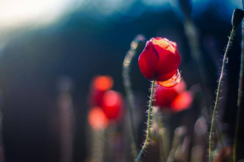 男生高冷很撩的網名 男生網名溫柔干凈