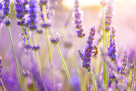 孕婦夢見掉牙是胎夢嗎 懷孕5個多月夢見牙掉了