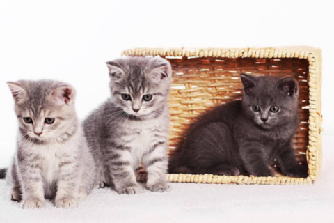 夢(mèng)見(jiàn)頭發(fā)被別人剪壞了 女人夢(mèng)見(jiàn)頭發(fā)被別人剪去一截