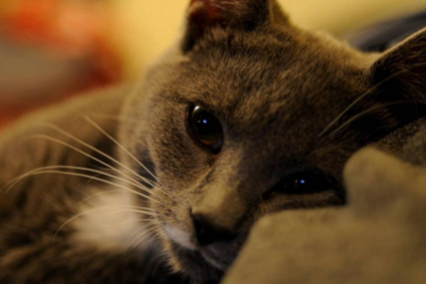 猴與鼠相配的婚姻如何 猴與鼠是絕命婚姻么