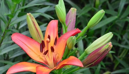 夢見桃花樹開滿桃花
