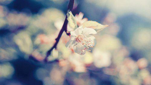 10458-.夢見霜花是什么意思