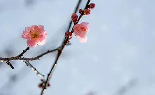 2022年屬蛇大忌什么 虎年屬蛇人忌諱什么東西