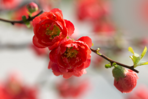 1月1號是什么星座 摩羯座的愛情里什么原則不可違背