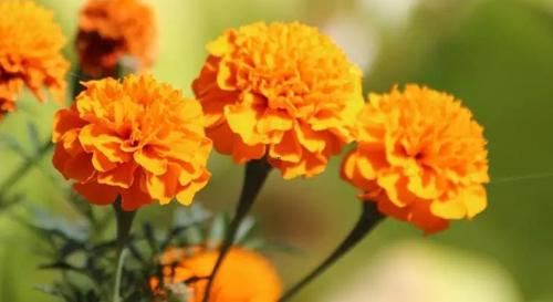 11393-.夢見競賽 比賽 11393-.夢見競賽 比賽