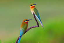 夢見好多兔子什么預兆 夢見好多兔子滿地跑