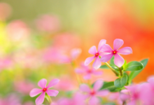 高雅溫柔的網(wǎng)名大全 干凈且驚艷的網(wǎng)名