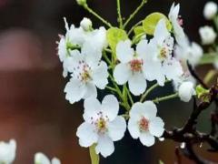 1990年屬馬至2022年運勢