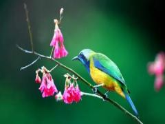 夢見拖鞋丟了一只