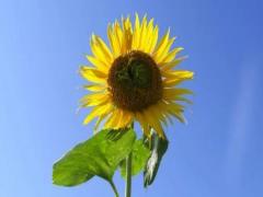 夢見大白菜是什么意思 周公解夢夢見大白菜征兆