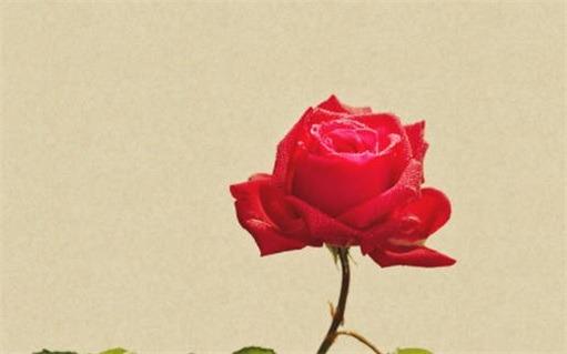 屬馬人2022年的全年每月運勢 屬馬人2022年的全年每月運勢