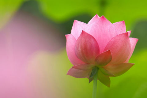 上唇薄下唇厚的男人性格特點(diǎn) 上唇薄下唇厚的女人命怎么樣好嗎