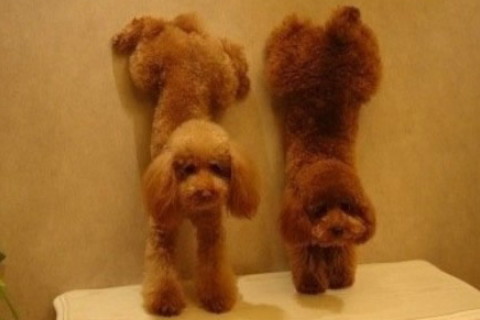 屬狗的幾歲2022年?屬狗人幾歲2022年整體運勢詳解