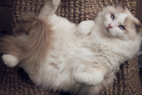 羊和猴的屬相合不合 羊和猴在一起對誰不利