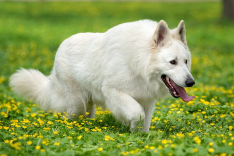 屬狗的幾歲2022年?屬狗人幾歲2022年整體運勢詳解