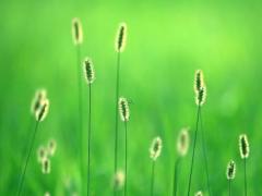 夢見踩到很多螞蟻被咬是什么意思