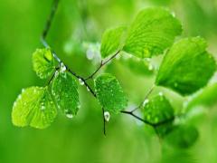 夢(mèng)見櫻桃樹沒櫻桃是什么意思