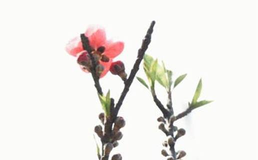 2305-.虎年陽歷6月份男虎寶寶小名