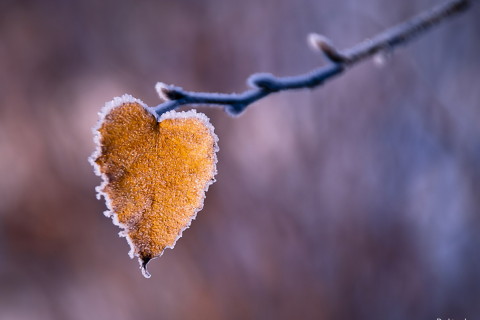 夢見螞蟻窩被挖開?夢見螞蟻成群和螞蟻卵成群