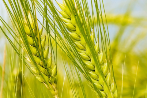 夢(mèng)見蜜蜂蟄自己什么預(yù)兆 夢(mèng)見蜜蜂在自己身上