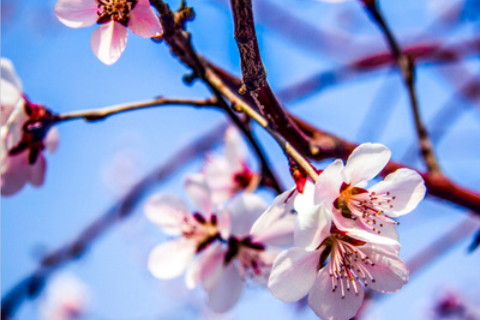 孕婦夢見花是什么意思?孕婦夢見花開得很旺盛