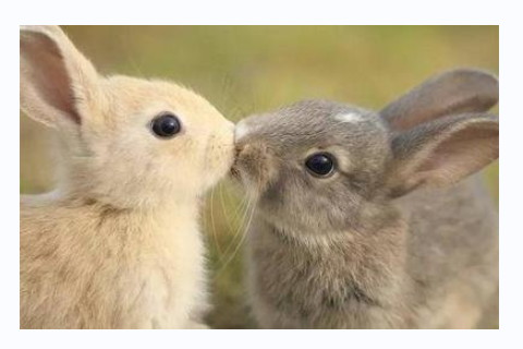 會遇到好男人的生肖是什么?會遇到好男人的生肖有哪些