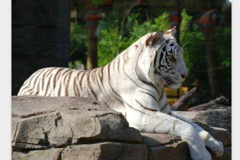 寅虎年犯太歲生肖?寅虎年寅時出生的女孩