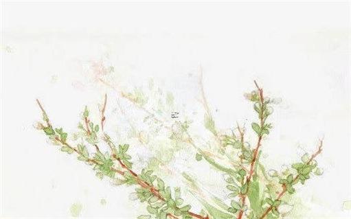 2022年最晚什么時候懷孕屬虎 2022年虎寶寶幾月出生最好
