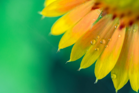 猴和牛相克還是相沖 猴和牛的屬相適合做夫妻嗎