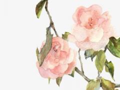 韓國(guó)好聽的男孩名字