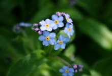 夢見火災(zāi)但是及時(shí)撲滅了 夢見火災(zāi)是什么意思