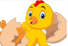 屬雞今年多大了2023年?屬雞今年多大了2023年運勢