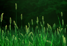 夢(mèng)見發(fā)大水自己往高處跑是什么征兆 夢(mèng)見發(fā)大水自己在水中成功逃生