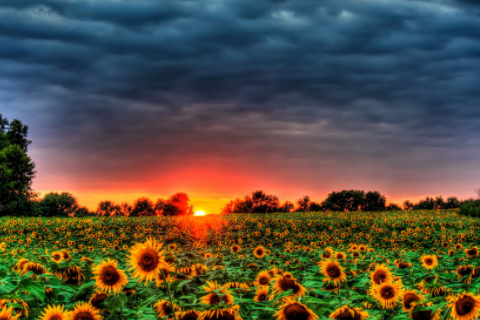 屬虎男和屬蛇女相配嗎 虎男和蛇女配婚姻好不好