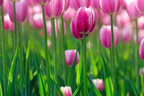 鼠跟虎合不合 鼠跟虎的婚姻相配嗎