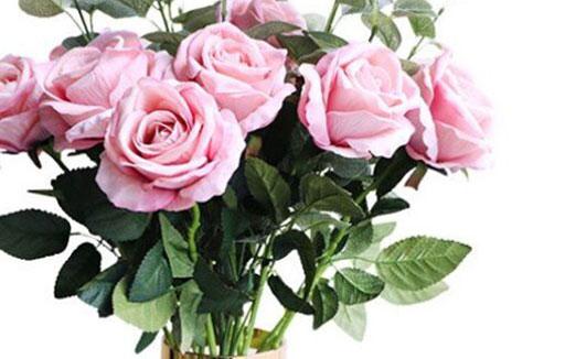 代表星座是金牛座的花是什么 代表星座是金牛座的花是什么