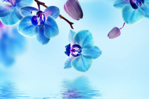 摩羯座什么血型最聰明 摩羯聰明的讓人害怕