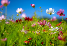 2021年屬牛的是什么命 2021年屬牛幾月份出生最好命