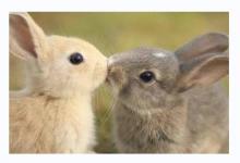 男豬女兔2023年幾月結(jié)婚好?男豬女兔為什么不好