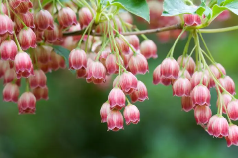 屬虎和屬蛇的夫妻結局 虎和蛇配了要注意什么