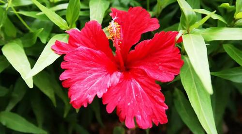 夢(mèng)見(jiàn)感情被騙是什么意思