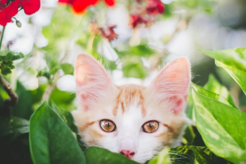 老鼠和猴子生肖合不合 鼠和猴配婚姻好不好