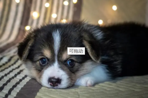 鼠的貴人是什么生肖 鼠貴人是哪個生肖