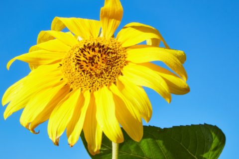 屬牛性格特點(diǎn)及脾氣 屬牛的特點(diǎn)與性格