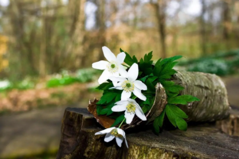 雞和狗的屬相合不合 雞和狗在一起對誰不利