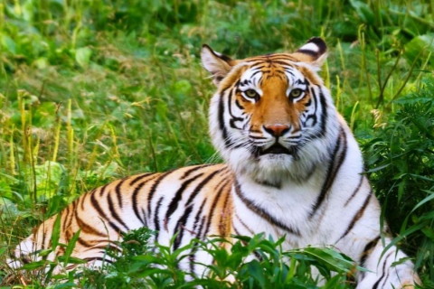 虎和猴是一家人相克嗎?虎和猴在一起對誰不利