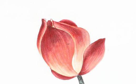 屬虎姓李的女孩起什么名字好