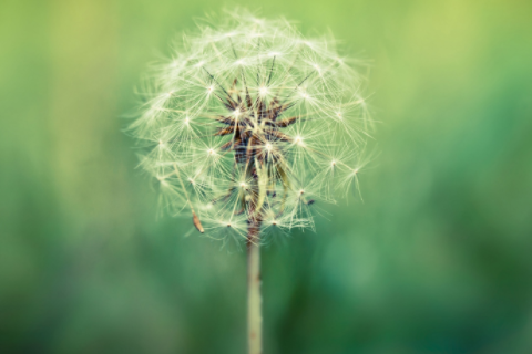 屬羊的男人和什么屬相最配 羊男最配什么屬相配女人最好