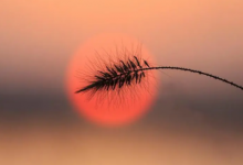 1985屬牛有幾個子女 1985屬牛2023年的運勢