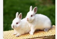 農(nóng)歷8月出生的兔寶寶好嗎?農(nóng)歷8月的兔子命怎么樣